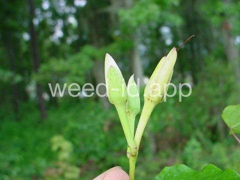 morningglory, bigroot